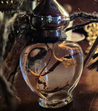 Mandrake Root Specimen ~ Mandragora Root 3