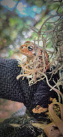 The 'Toad Witch' Original Folk Faeries ~ Spiritual Companion