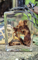 Mandrake Root Specimen ~ Mandragora Root 1