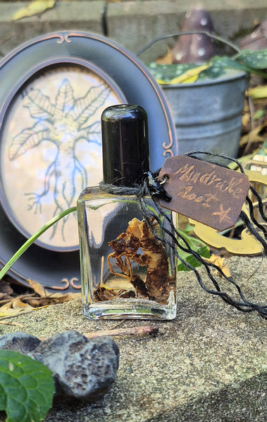 Mandrake Root Specimen ~ Mandragora Root 1