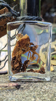 Mandrake Root Specimen ~ Mandragora Root 1