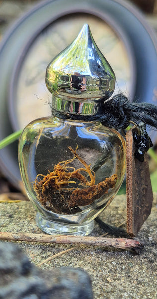 Mandrake Root Specimen ~ Mandragora Root 2