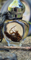 Mandrake Root Specimen ~ Mandragora Root 2