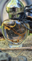 Mandrake Root Specimen ~ Mandragora Root 3