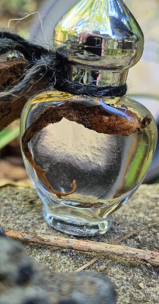 Mandrake Root Specimen ~ Mandragora Root 4
