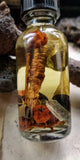 Mandrake Root Specimen ~ Mandragora Root